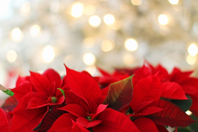 Poinsettia